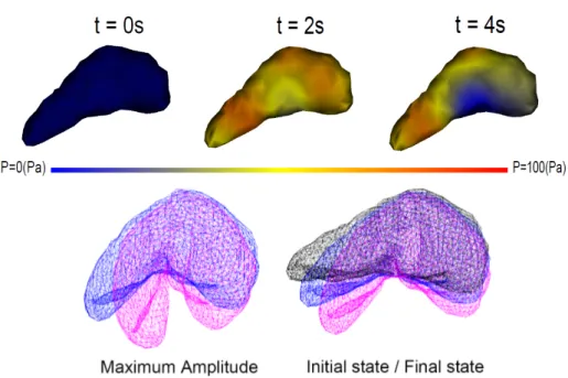 Figure 6: (Top) Pressure field of the porous component on a liver under gravity, during one oscillation