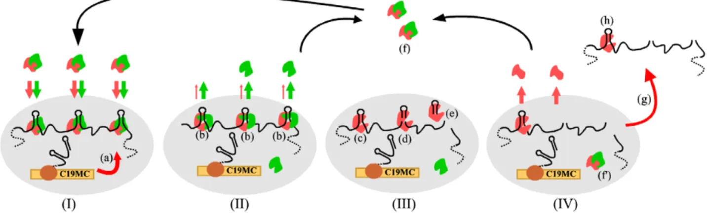 Fig. 8. Model for nuclear pri-miRNA processing at the C19MC locus. Recruitment of pre-formed Microprocessor onto unspliced pri-miRNAs close to C19MC transcription sites (a, gray area) is shown in I