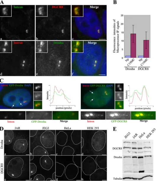 Fig. 2. Microprocessor is recruited massively to the C19MC locus. (A) Partial colocalization of DGCR8 (Aa–Ac) and Drosha (Ad–Af) with unspliced pri- pri-miRNAs at C19MC