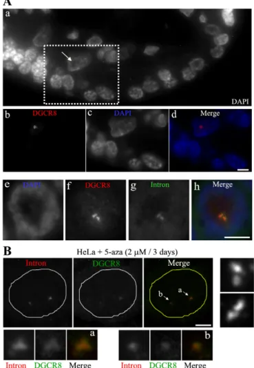 Fig. 3. Endogenous DGCR8 localizes to C19MC in C19MC-expressing non-choriocarcinoma cells