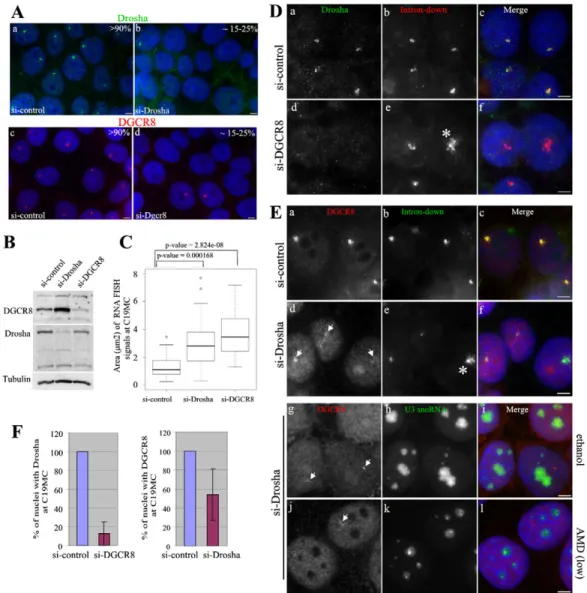 Fig. 4. Recruitment of Drosha and DGCR8 onto C19MC-HG transcripts is interdependent. (A) RNAi knockdown of the Microprocessor (Drosha–DGCR8) complex