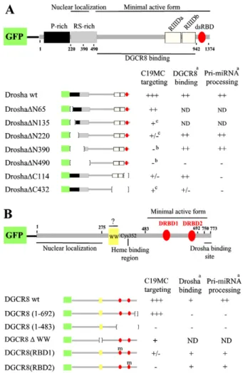Fig. 5. Identifying the protein domains required for Microprocessor targeting to the C19MC locus