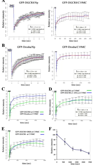 Fig. 6. Microprocessor dynamics in living cells. (A,B) GFP–DGCR8 and GFP–Drosha display different exchange rates at C19MC transcription sites.