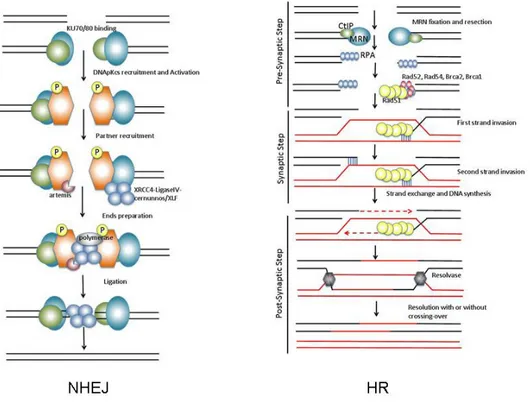 Figure 1. Schematic representation of the mechanism of DNA DSB repair by NHEJ and HR (figures taken from [7] ).