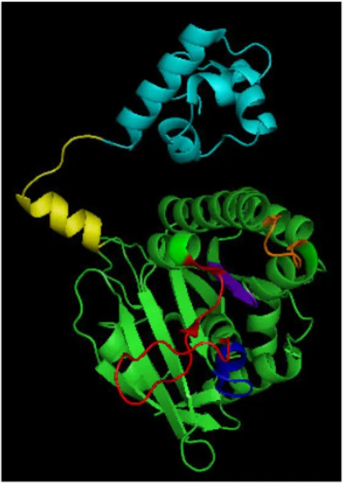 Figure 2. MvRadA subunit structure (PDB 1XU4). The N-terminal domain and the polymerization motif are colored in cyan and yellow, respectively