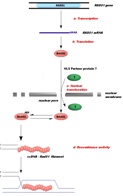 Figure 3. Intracellular pathways and catalytic steps of Rad51 as potential targets to modulate HR