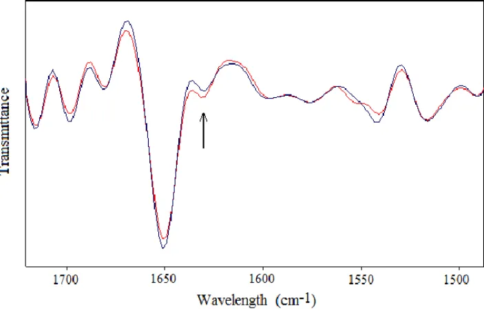 Figure 3. Second-derivative spectra of Amide I and Amide II of bovine serum albumin  after exposure to MWs at 900 MHz at the intensity of 1 mT (the clear line represents  exposed sample spectrum)