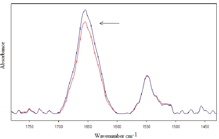 Figure 5. Fourier self-deconvolution analysis of bovine serum albumin in bidistilled  water solution after 3 h of exposure to 50 Hz electromagnetic ﬁeld at 1 mT (the clear  line refers to exposed sample)