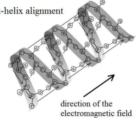 Figure 7. Scheme of the alignment of protein’s α-helix structure in bidistilled water  solution under an applied electromagnetic field