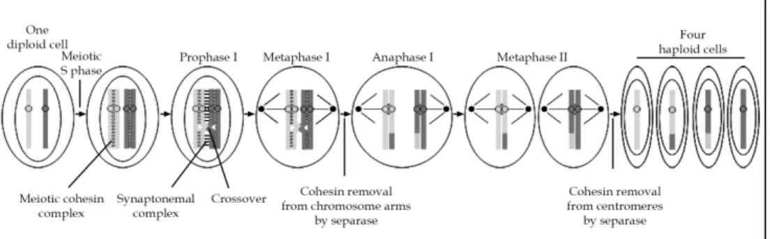 Fig. 3. Overview of meiosis 