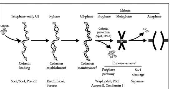 Fig. 2. Regulation of sister chromatid cohesion during cell cycle in human 
