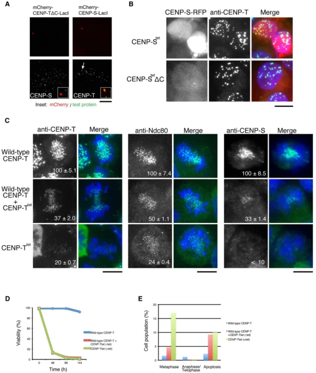 Figure 5. The Tetramerization Interface of the CENP-S-X and CENP-T-W Is Required for Functional Kinetochore Assembly In Vivo (A) Ectopic targeting of mCherry-CENP-T D C-LacI (lacking the histone-fold domain) or CENP-S-LacI