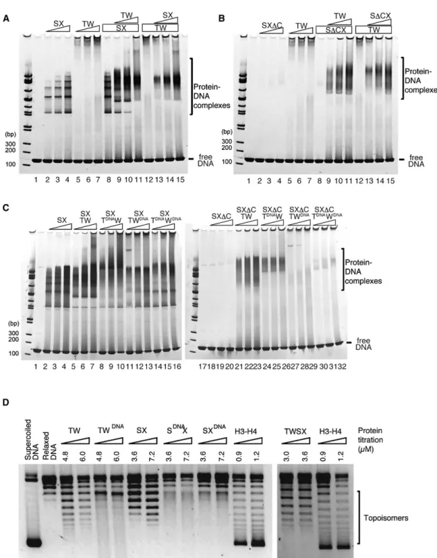 Figure 6. The CENP-T-W-S-X Heterotetramer Binds to DNA and Introduces Supercoils into DNA
