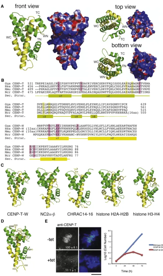 Figure 1. The CENP-T-W Complex Is a Heterodimer with Structural Similarity to Other Histone-Fold-Containing Protein Complexes (A) Ribbon diagram representations of the CENP-T-W dimer (left) and its surface charges (right)