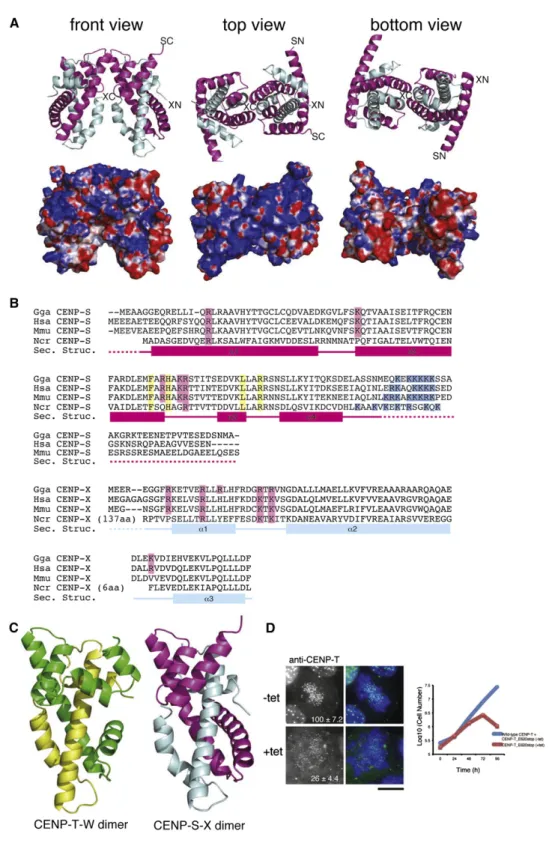 Figure 2. The CENP-S-X Complex Forms a Tetramer with Structural Similarity to the CENP-T-W Complex