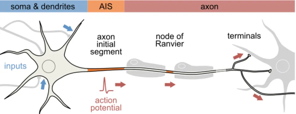 Figure 1 The axon initial segment (AIS). The neuron is a polarized cell that integrates synaptic inputs over the cell body (soma) and dendrites (on the left, blue (dark gray in print versions))