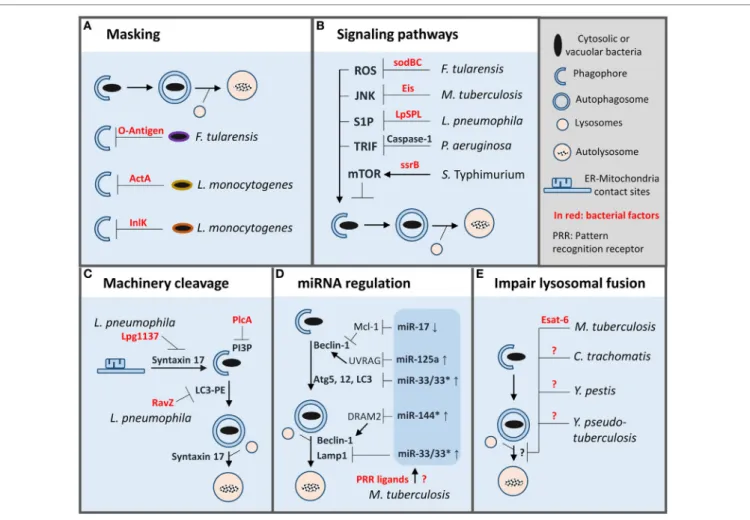 FiGURe 2 | Autophagy evasion strategies adopted by bacterial pathogens inside macrophages