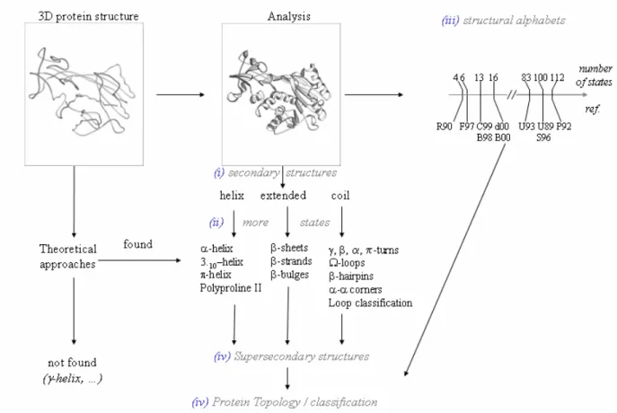Figure 1. Protein structure analysis. From the 3D atom coordinates of a  protein  structure different  analyses are possible