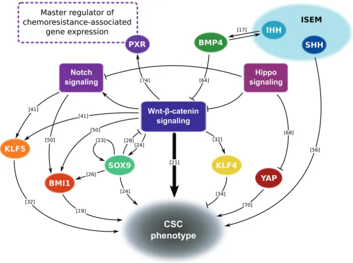 Figure 3. Transcriptional landscape associated with the CSC phenotype in CRC. Schematic representation of the positive  (arrows) and negative (bar-ended arrows) regulations between transcription factors and signaling pathways and  associated with the CSC p