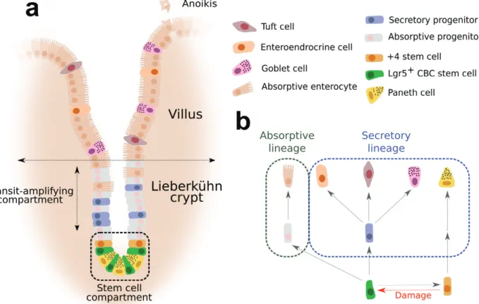 Figure 1. Schematic representation of the intestinal epithelium and the hierarchy of intestinal lineages
