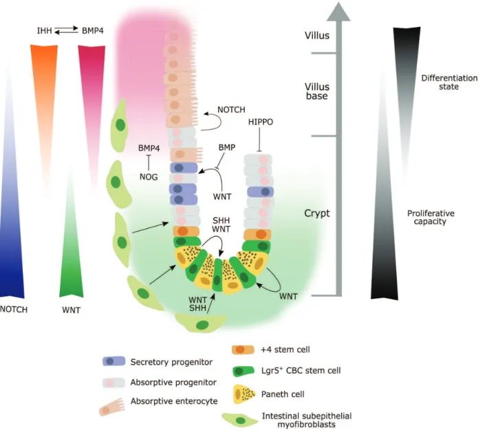 Figure 2. Schematic representation of the major signaling pathways involved in cancer stem cell biology