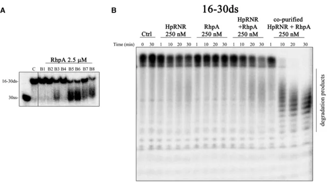 Figure 4. HpRNase R and RhpA form a functional complex in vitro. (A) RhpA helicase activity was tested with 8 different buffers (B1 to B8) and helicase activity on a 16–30ds RNA substrate was detected in 5 of the tested conditions