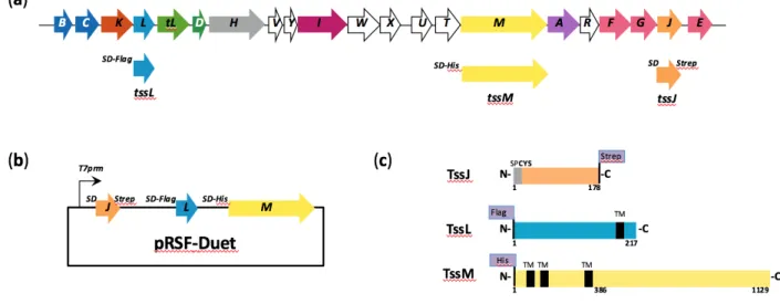 Figure 1: Cloning of the synthetic tssJLM operon encoding the T6SS membrane core 