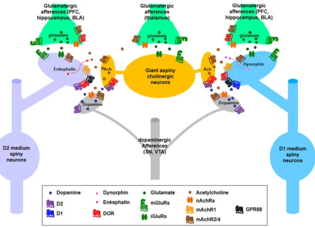 Figure  3.Schematic  representation  of  the  localization  of  DORs  and  some  potential  GPCR  partners  within  local  striatal  microcircuitry.DORs are expressed at pre- or post-synaptic levels in most cellular types in the striatum, where they can in