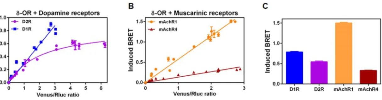 Figure 4.Interaction  between DOR and dopaminergic and cholinergic GPCRs. 20 ng of DOR-Rluc8-pcDNA3 plasmids were co- co-expressed with increasing amount (10-120 ng) of GPCRs-Venus-pcDNA3 plasmids (n=3 per condition) in HEK293FT cells to study  the  physic