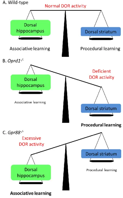 Figure  5.  DORs  modulate  the  dorsal  hippocampo-striatal  balance.(A)Under  physiological  conditions,  hippocampal  formation  and  striatum  compete  to  ensure  optimal  control  over  learning  processes