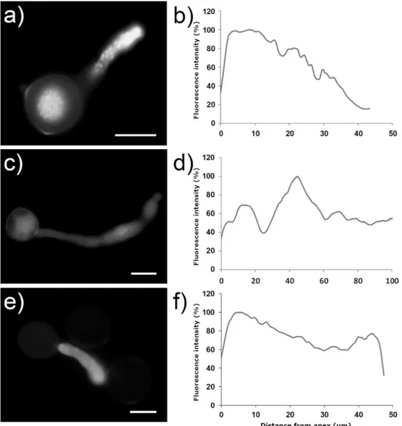 Fig. 5. ROS distribution along the pollen tube. DCFH2-DA ﬂ uorescence in pollen tubes incubated in BK medium without (a) and with 100 μ g mL −1 of FLG (c) and GO (e) for 3 h