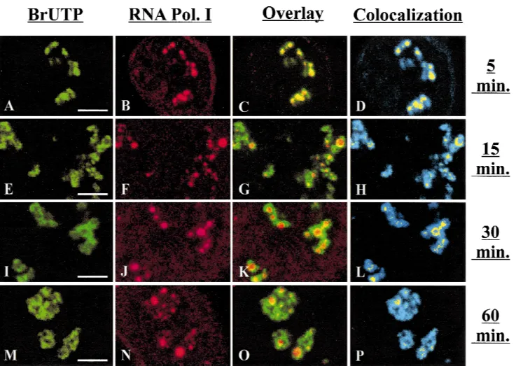 FIGURE 3. Evidence for the time dependent migration of BrUTP-labeled rRNAs from RNA polymerase I rich sites to their periphery+ Double immunofluorescence detection of BrUTP-labeled rRNAs (green; A,E,I,M) and RNA polymerase I (red;