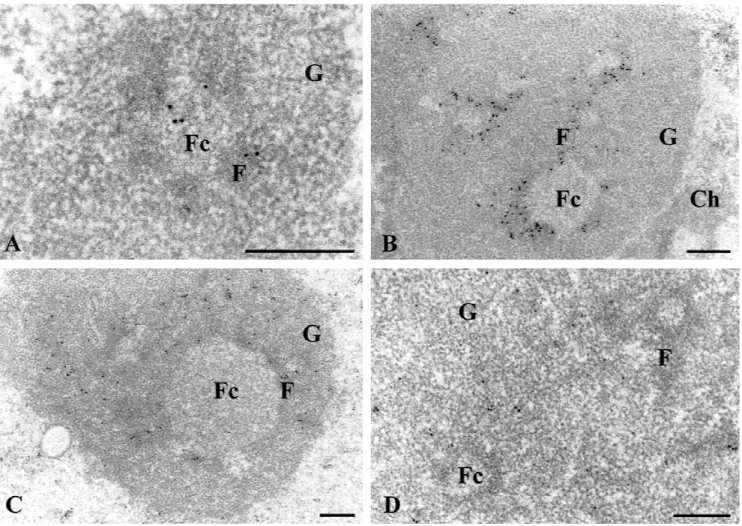FIGURE 4. Ultrastructural identification of nucleolar components containing the BrRNAs during their movement within the nucleolus+ Immunogold labeling detection of BrUTP-labeled rRNAs on ultrathin sections of HeLa cells lipofected with BrUTP-FuGene-6 compl
