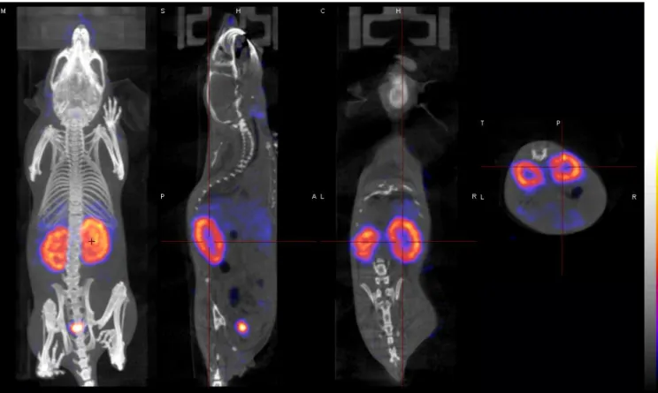 FIGURE  4:  In  vivo  tomographic  whole-body  imaging  of  [ 125 I]-Tyr-maurocalcine  biodistribution  in  CD-1  mice  15  min  tail  i.v