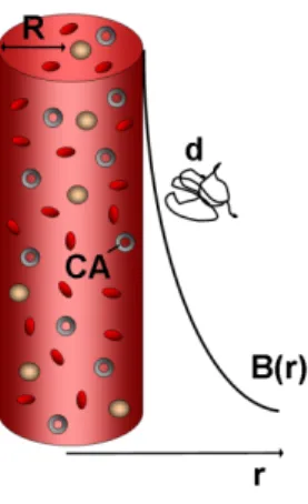 Figure 3. The ΔR 2 * method for CBV measurement models the capillary as an infinitely long and homogeneous cylin‐