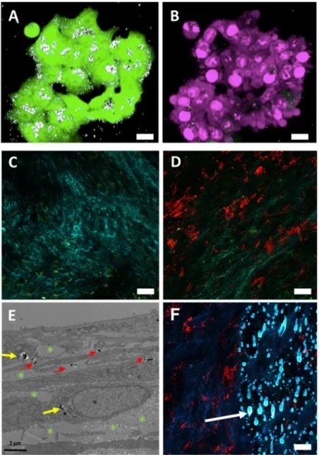 Figure 6. Comparison of extracellular locations of RB-nanochains-COOH within the extracellular  matrix in multicellular spheroids