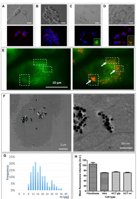 Figure 2. Cellular uptake of RB-nanochains-COOH obtained at an extracellular iron concentration of  5 mM within the RPMI medium