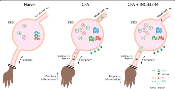 Fig. 9 Schematic representation of the regulation of the CCL2-CCR2 axis in dorsal root ganglion (DRG) following peripheral inflammation