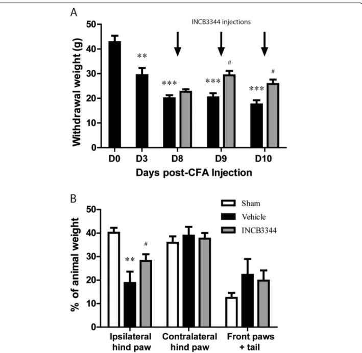 Fig. 2 Effect of CCR2 antagonism on pain-related behaviors of CFA-treated rats. Animals received an intraplantar injection of 100 μ L CFA with 4 mg/mL of M
