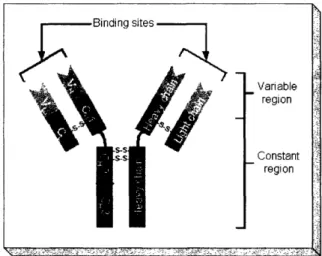 Figure  1-1:  Structure  of an  antibody.