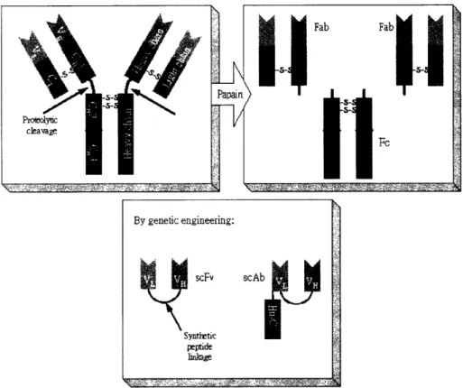 Figure  1-2: Examples  of Antibody  fragments.  Top:  Fab  and  F.  Bottom:  scFv  and scAb.