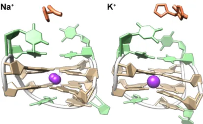 Figure 8  Crystal structure of TBA coordinating Na +  (left; purple spheres: two positions; PDB  ID: 4DIH) or K +  (right; purple sphere: one position; PDB ID: 4DII), bound to -thrombin (not  shown except for His71, in orange) [161]