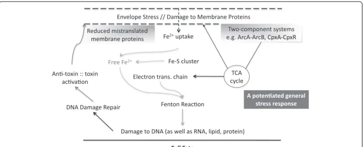 Figure 8 Schematic summary of cellular signaling pathways leading to reduced reactive oxygen species production and increased fitness in ΔybeY bacteria during HU exposure