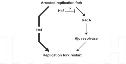 Figure 8. Model for replication restart in Haloferax volcanii. Two alternative pathways allow replication restart: one is dependent on the homologous recombination proteins Hjc and RadA (pathway on the right) and one is independent of homologous recombinat