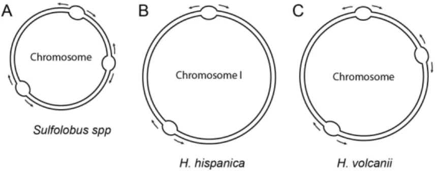 Figure 1. Uneven distribution of multiple replication origins in archaeal chromosomes