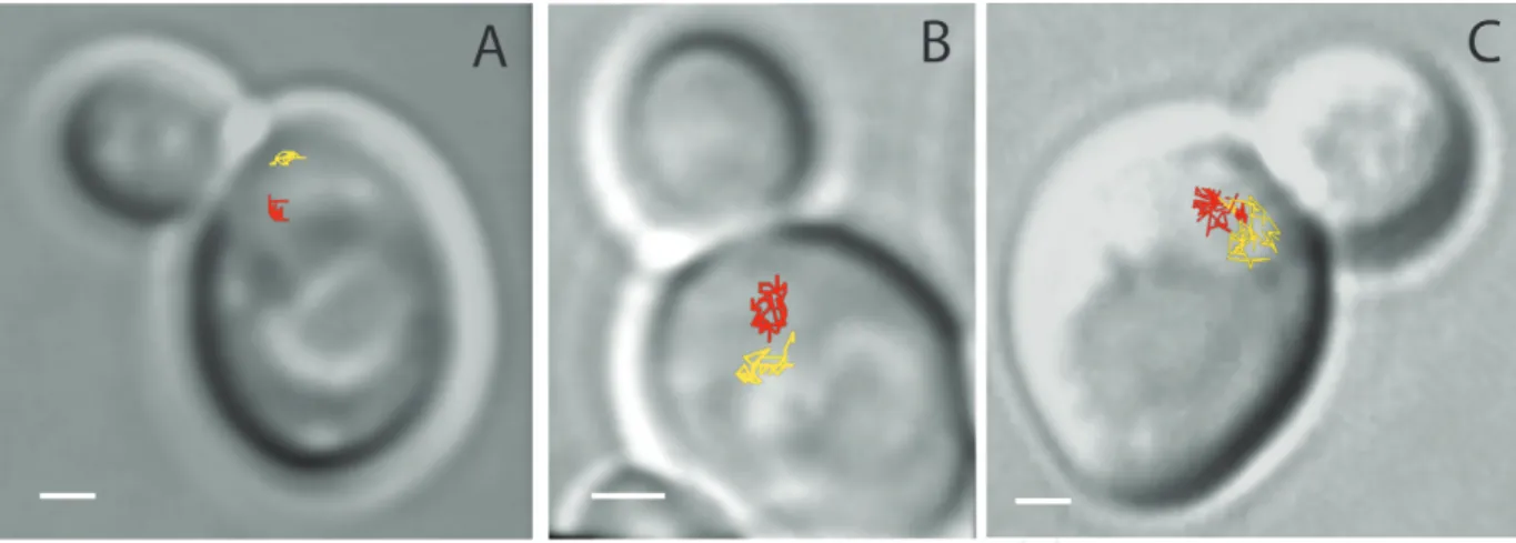 Figure 3. Examples of the dynamics of  URA3  loci (chromosome V) in budding yeast as a function of the number of double- double-strand breaks (DSBs) in the nucleus