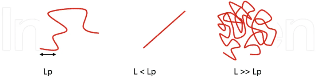 Figure 4. Illustration of the persistence of a polymer, where Lp is the polymer persistence length and L is the polymer  length.