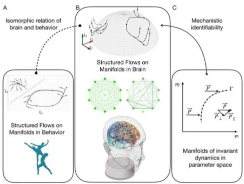 Fig. 1: Behavior and brain dynamics as Structured Flows on Manifolds.  