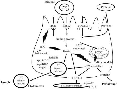 FIGURE 2.2  Proteins involved in lycopene metabolism within the enterocyte. Question marks  and dotted arrows denote that this is suspected to exist but there is as yet no evidence thereof.