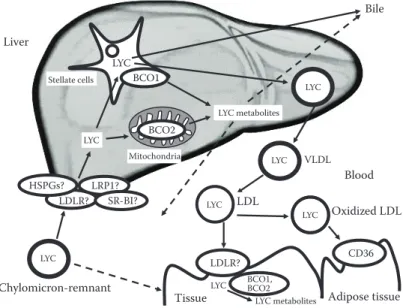 FIGURE 2.3  Proteins involved in the liver metabolism of lycopene. This figure shows  current knowledge on the proteins involved in the liver metabolism of lycopene and in its  distribution to peripheral tissues